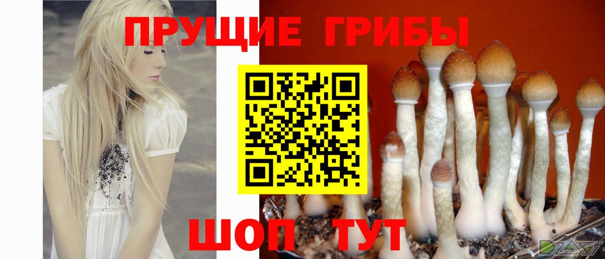 Галлюциногенные грибы Psilocybe Кириши